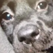 にしよし