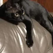 猫の画像