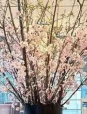 るる(^-^)の画像