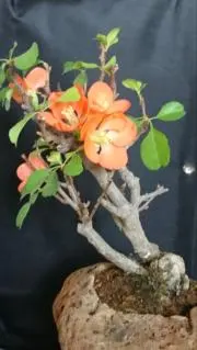クマさん