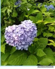 もちまる **即日発送します**の画像