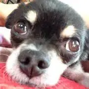 あひとしの画像