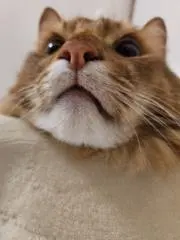 RnRの画像