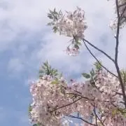 chiの画像
