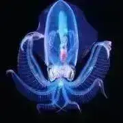 深海くんの画像