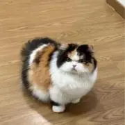 ぬの画像