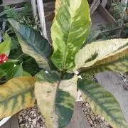 Plantopiahの画像