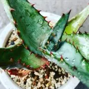 グリの画像