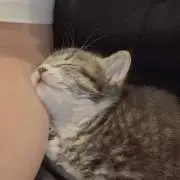 おねむの画像