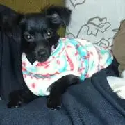 いかちゃん