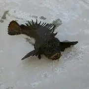 がまだかつお