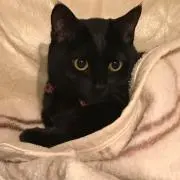 仮面ヤイバー