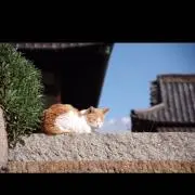 ぴぴの画像