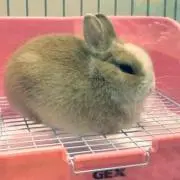 うさぎもん♡即購入可♡の画像