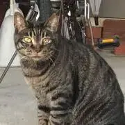 むしむしの画像
