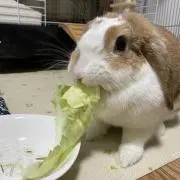 きなこ　プロフ見てねの画像