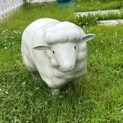 Cocoの画像