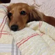 みっしー