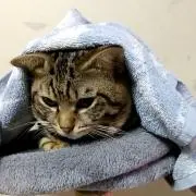 みみちゃんの画像