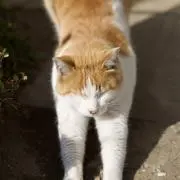 T.H