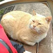 シンヤ