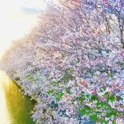 さくらの画像