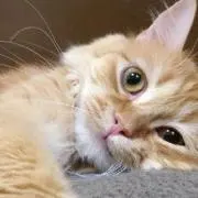 ねこねこ