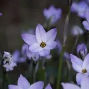 ばいばいやーの画像