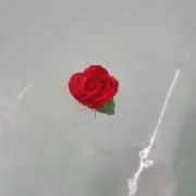 カーネーションの画像
