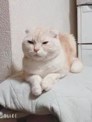 みー