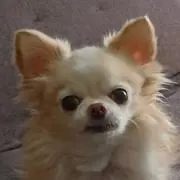 エミリーの画像