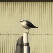 やかんの画像