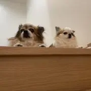 HAMAchanの画像