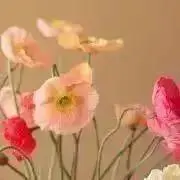 collarの画像