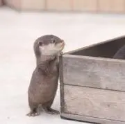 カワウソの画像