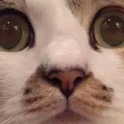 もりこの画像