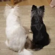 どんどんの画像