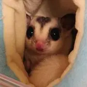 TMの画像