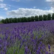 lapis✳︎ 発送は2週間後の画像
