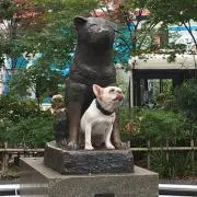 あかさの画像