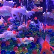 まる※発送は土日のみの画像