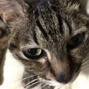 ポポルイーズの画像