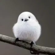 mint☆の画像