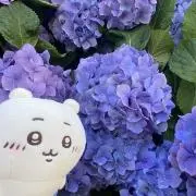 waminakoyouの画像