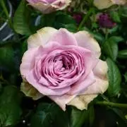 セレクトショップMの画像