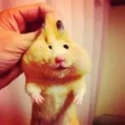 はむ