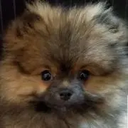 ANDY　プロフ必読多忙の為値下げ交渉❌の画像
