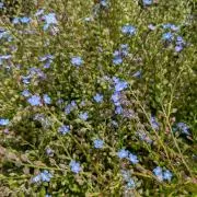 わすれな草の画像