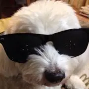 mamasacchin
