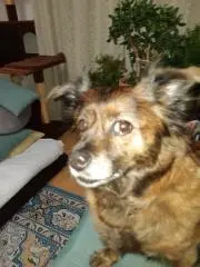 グレートピレニーズの画像